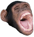 Monkee