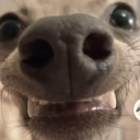 9kHehedog