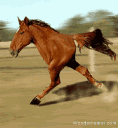 9kHORSE