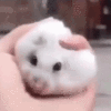 9kPetTheRat