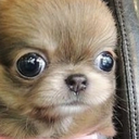 9kStareDog