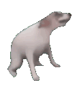 dogdance