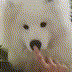 doggoboop