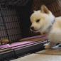 dogosniff