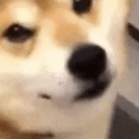 dogwink