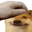 pet