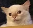 9k_dumb_cat