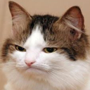 catangry