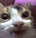 catface