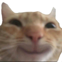 cathappy