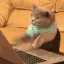 catkeyboard