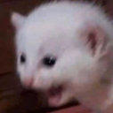 catscared
