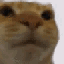 catstare