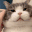 CuteCat