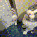 StarringCat