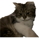 sweetcat